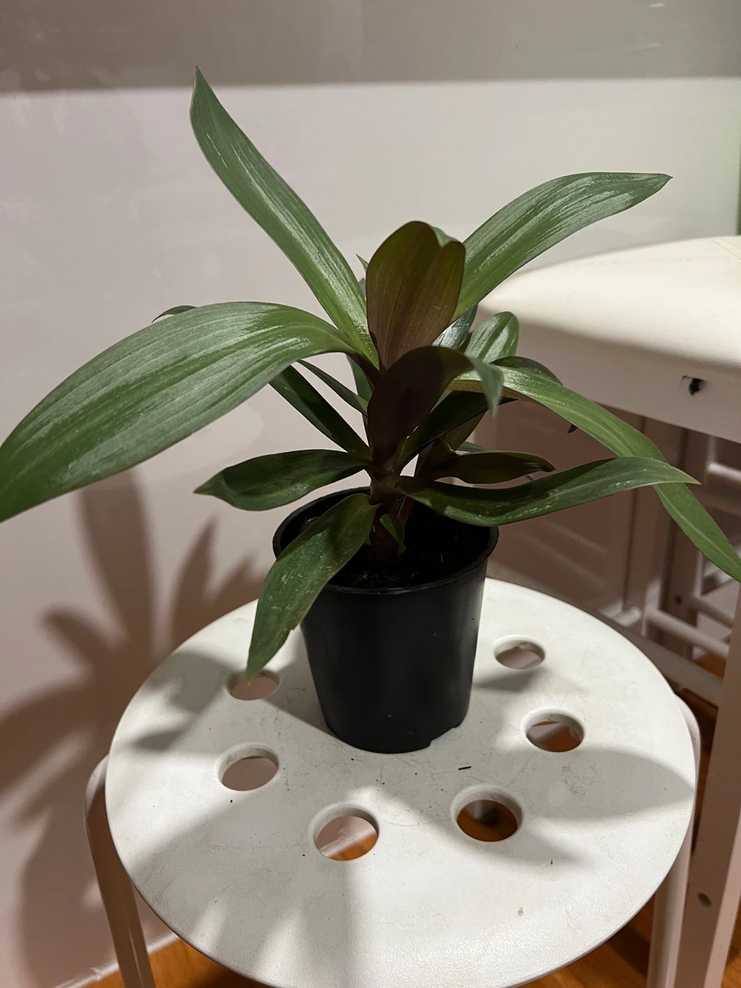 Health oyster plant in Black Pot - photo 2