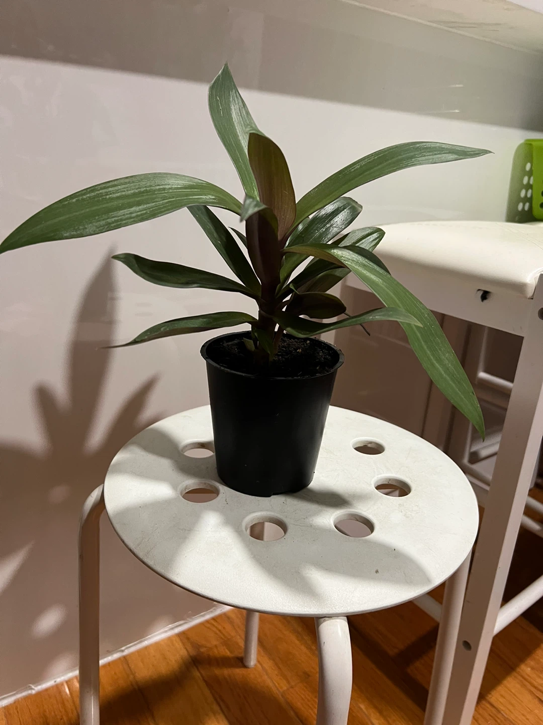 Health oyster plant in Black Pot - photo 4