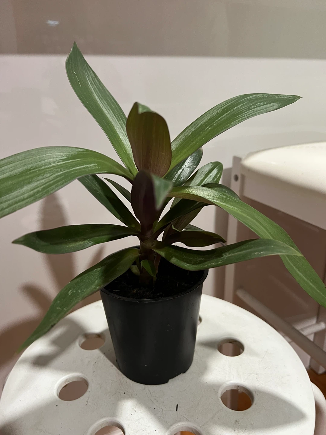 Health oyster plant in Black Pot