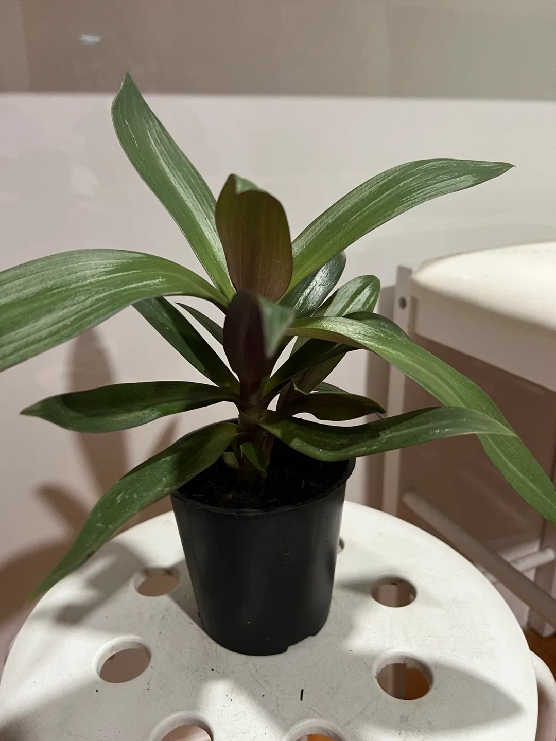 Health oyster plant in Black Pot