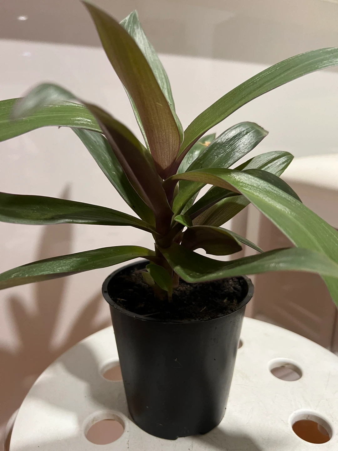 Health oyster plant in Black Pot - photo 3