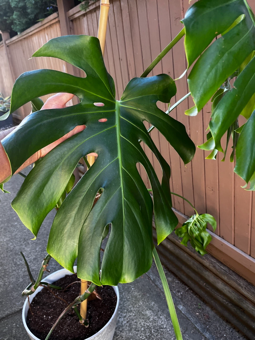 Large Monstera Plant - photo 2