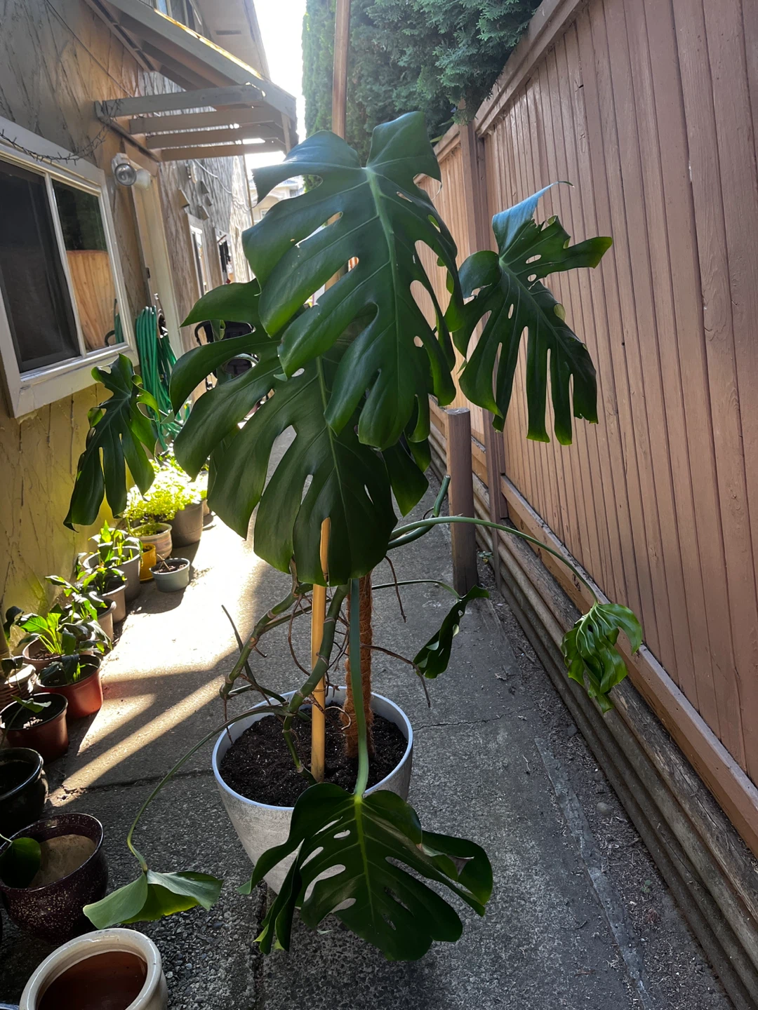 Large Monstera Plant - photo 3