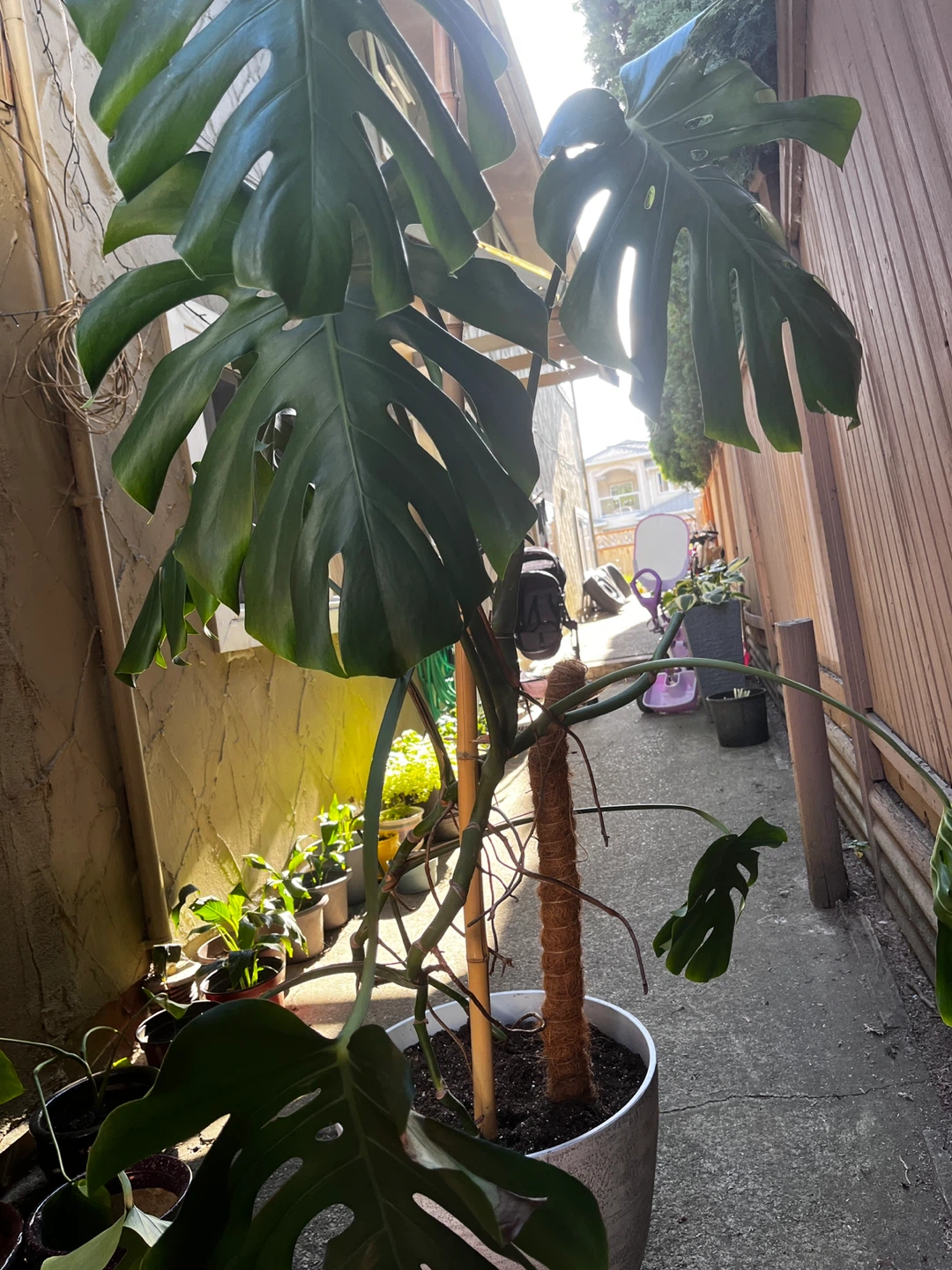 Large Monstera Plant