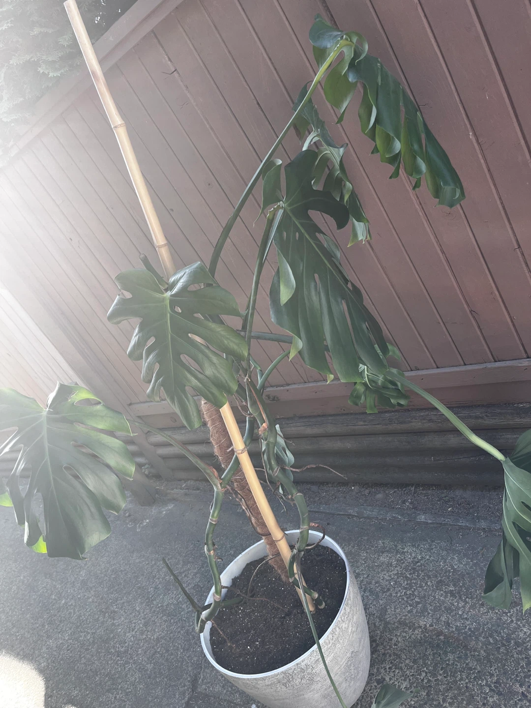 Monstera Deliciosa Plant