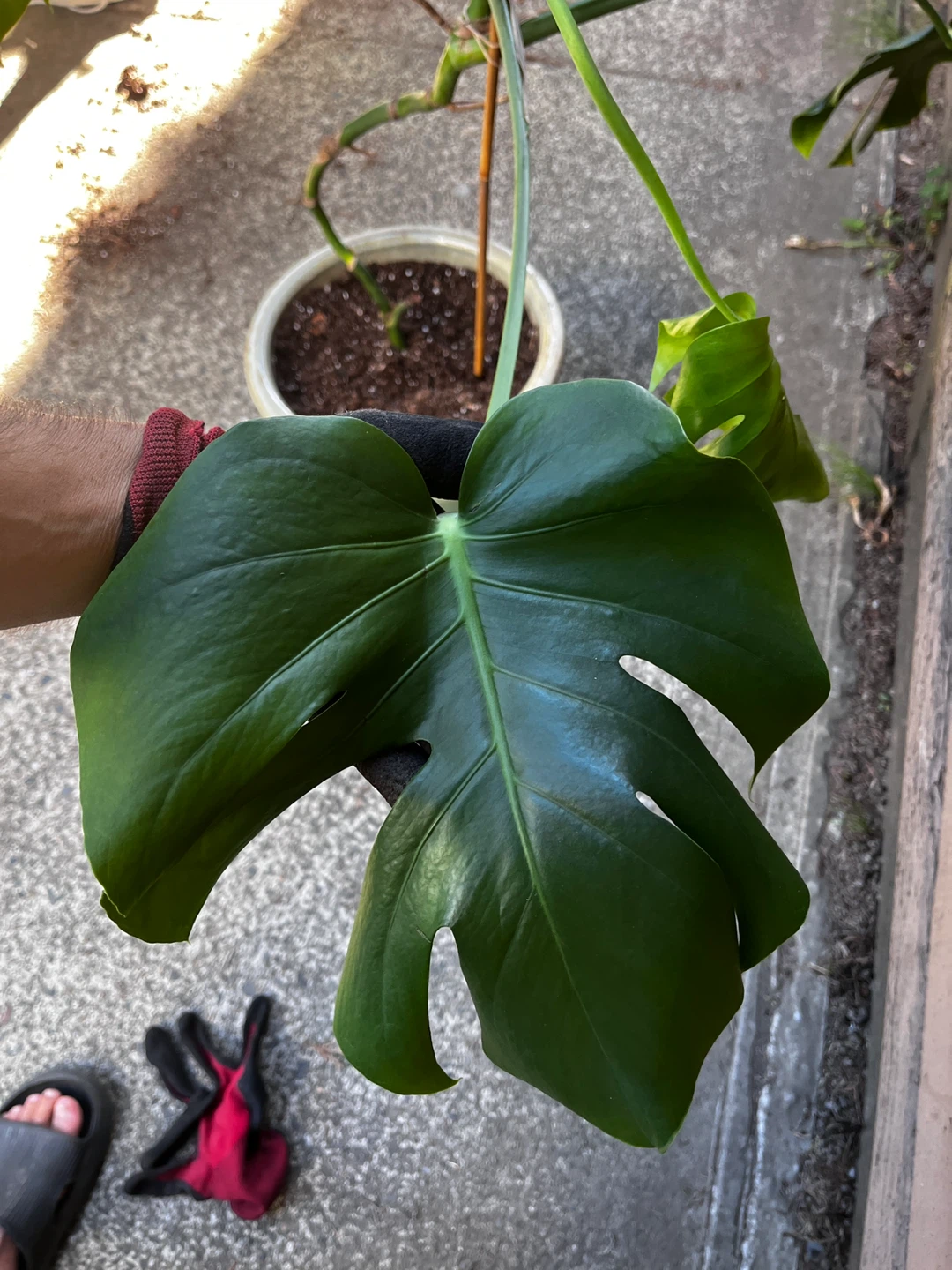 Monstera Deliciosa Plant - photo 3