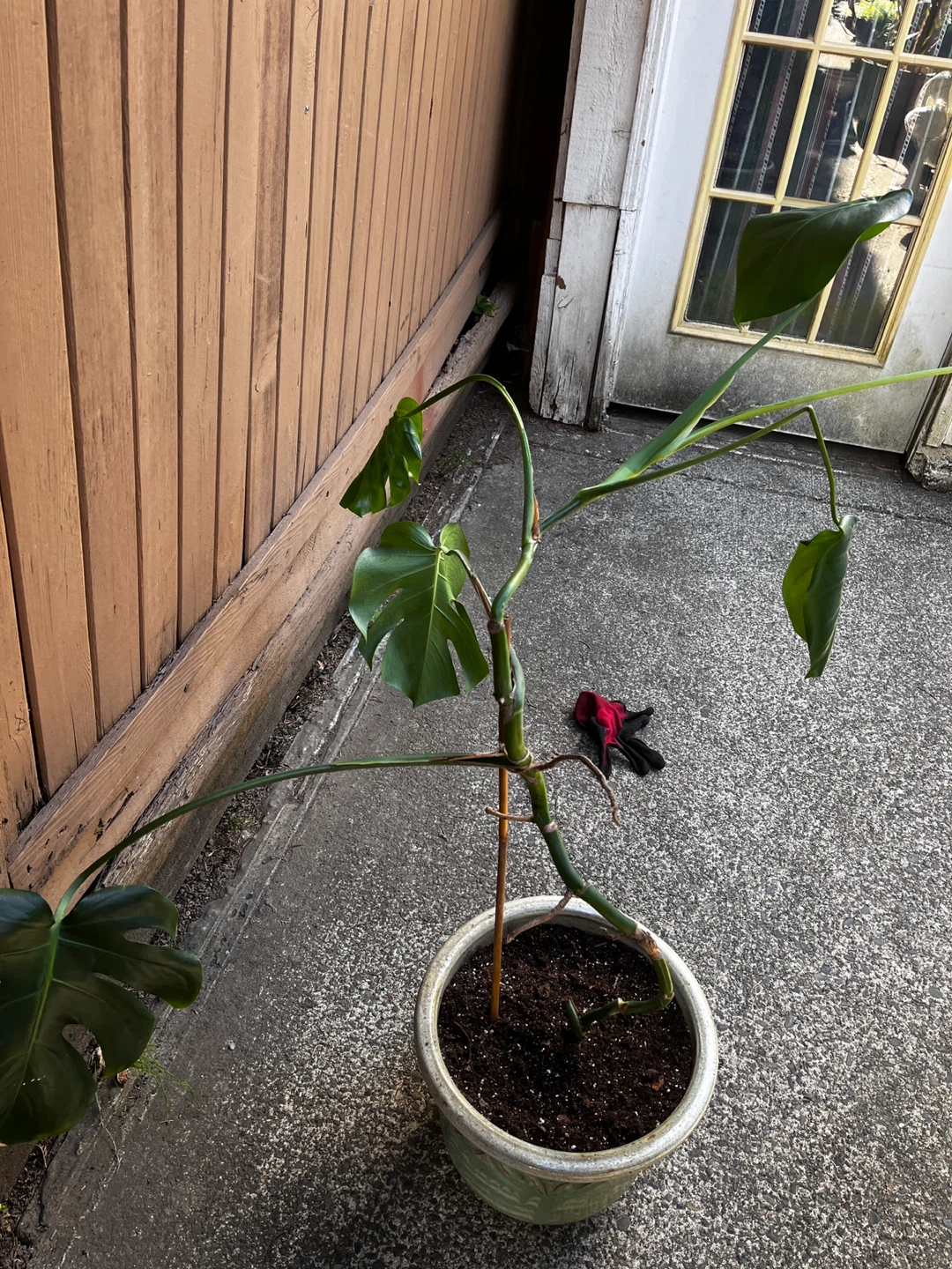 Monstera Deliciosa Plant - photo 4