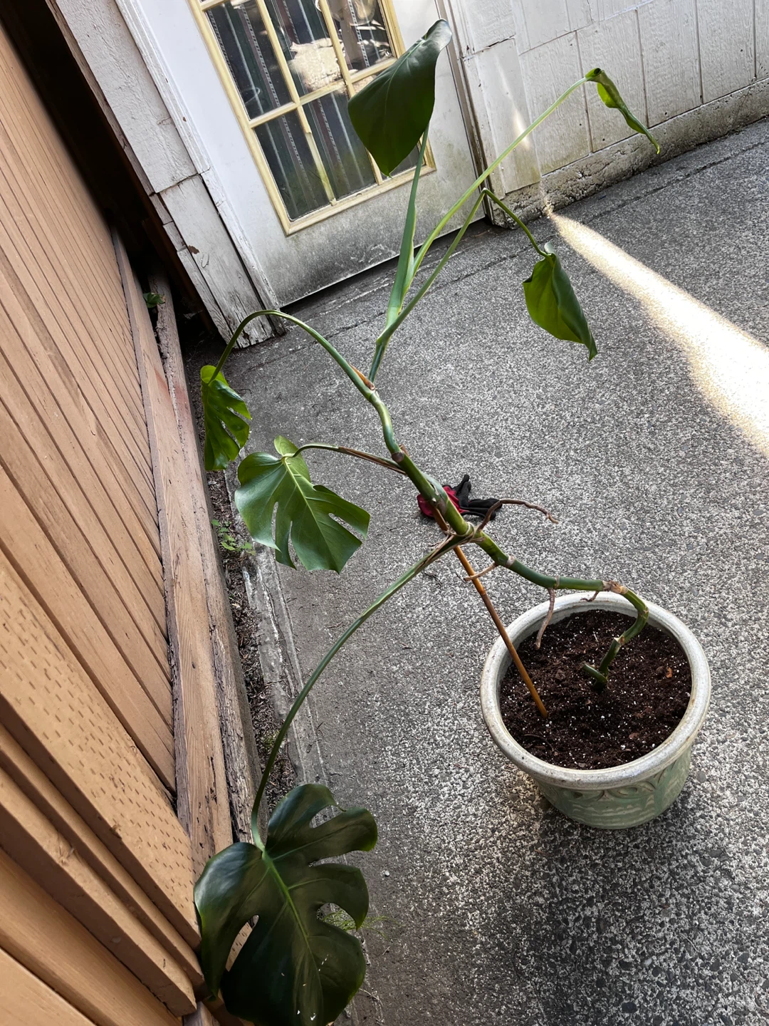 Monstera Deliciosa Plant - photo 2