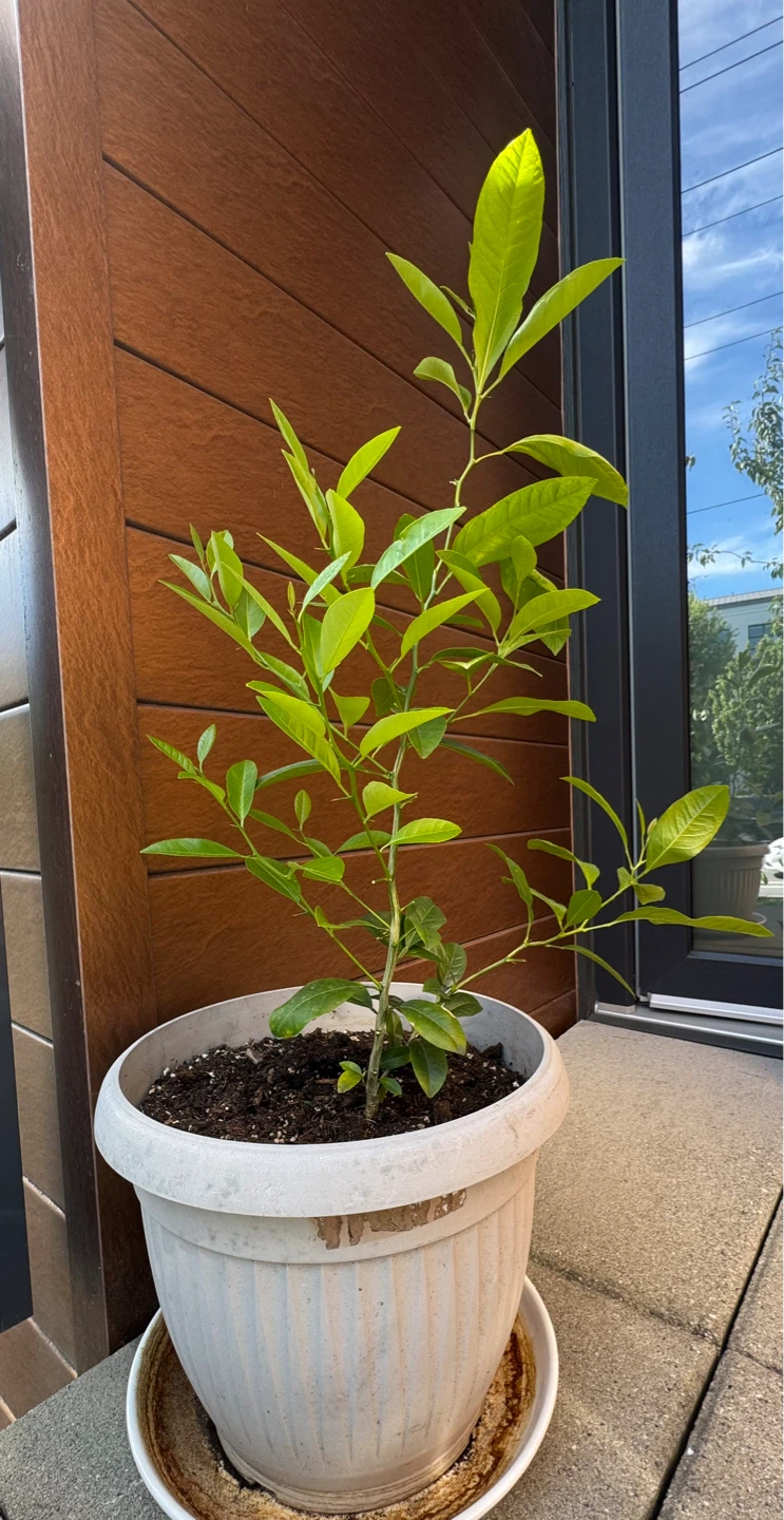 Green Lime Tree - Organic