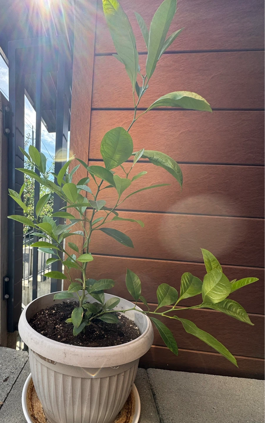 Green Lime Tree - Organic - photo 3
