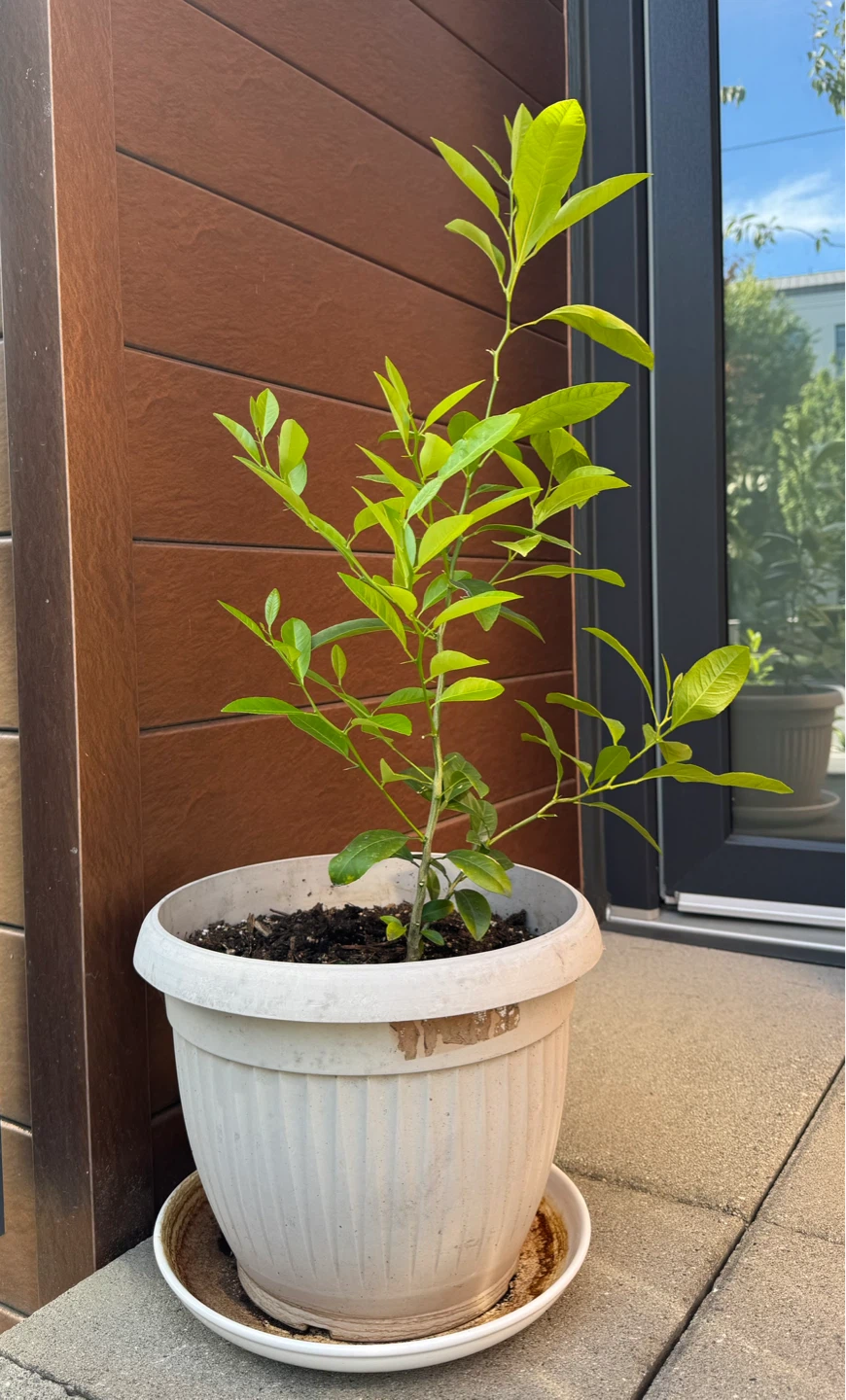 Green Lime Tree - Organic - photo 2