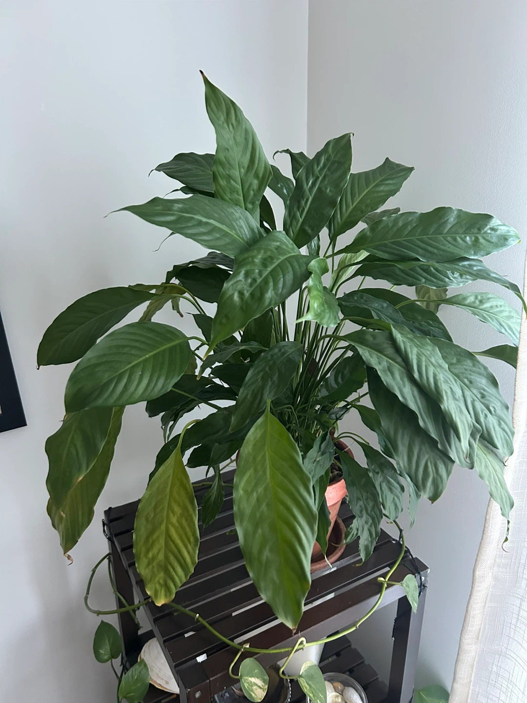Large Potted Peace Lily Plant - photo 2