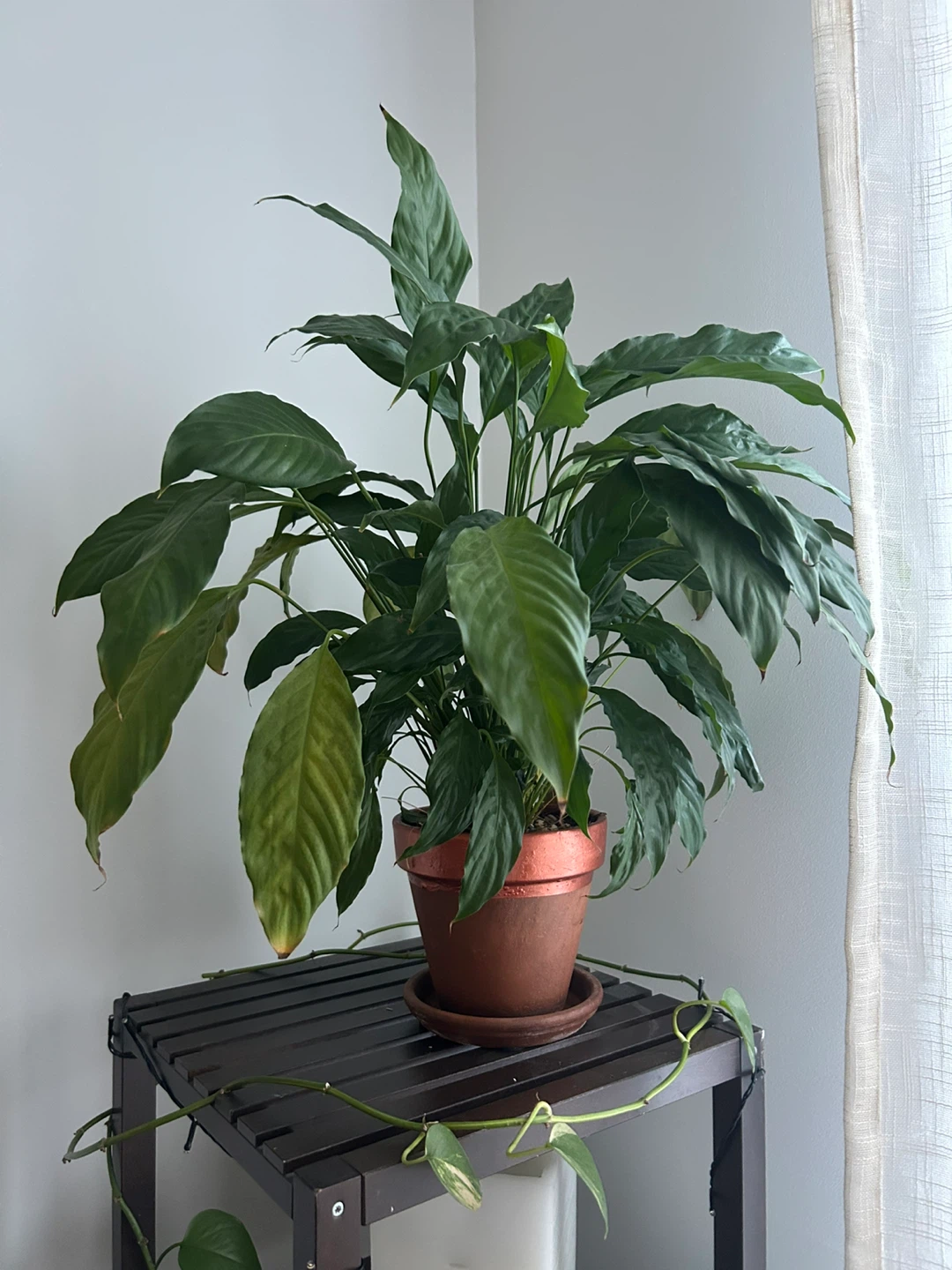 Large Potted Peace Lily Plant - photo 3