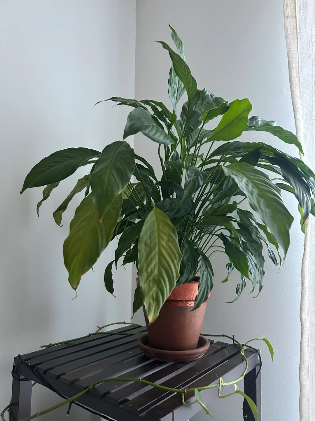 Large Potted Peace Lily Plant