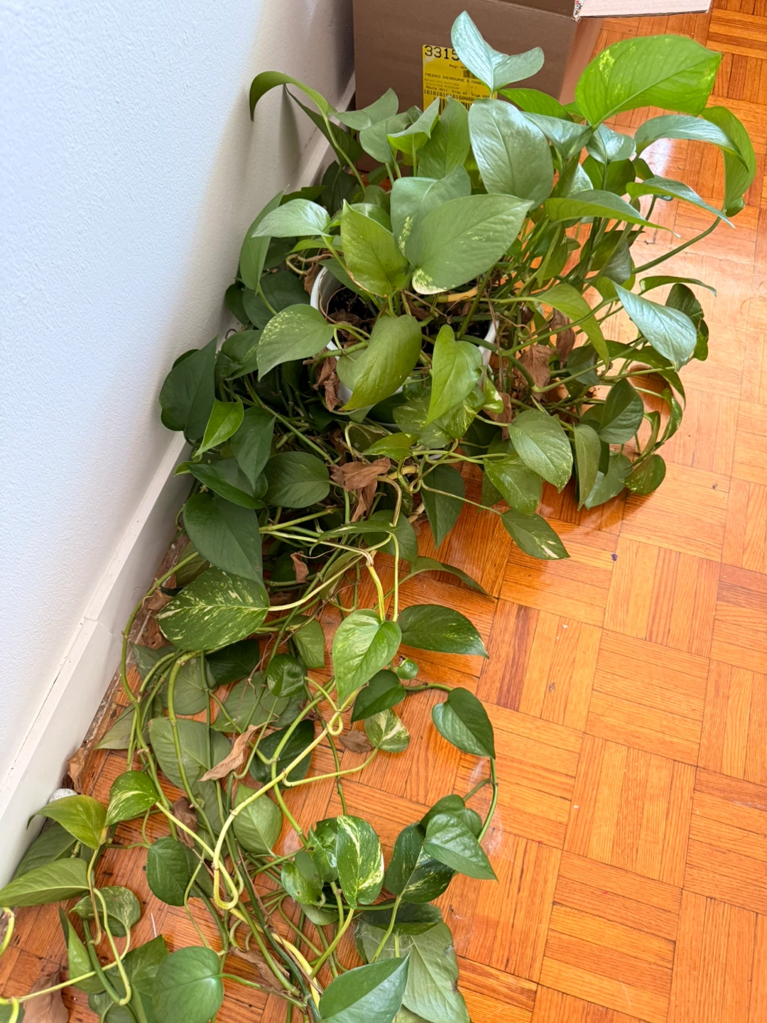 Pothos Plant