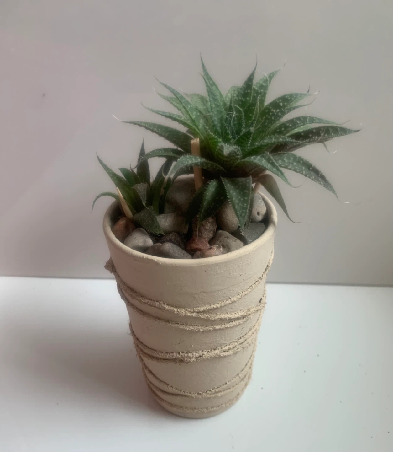 Haworthia Succulent Plants in Decorative Pots - photo 3