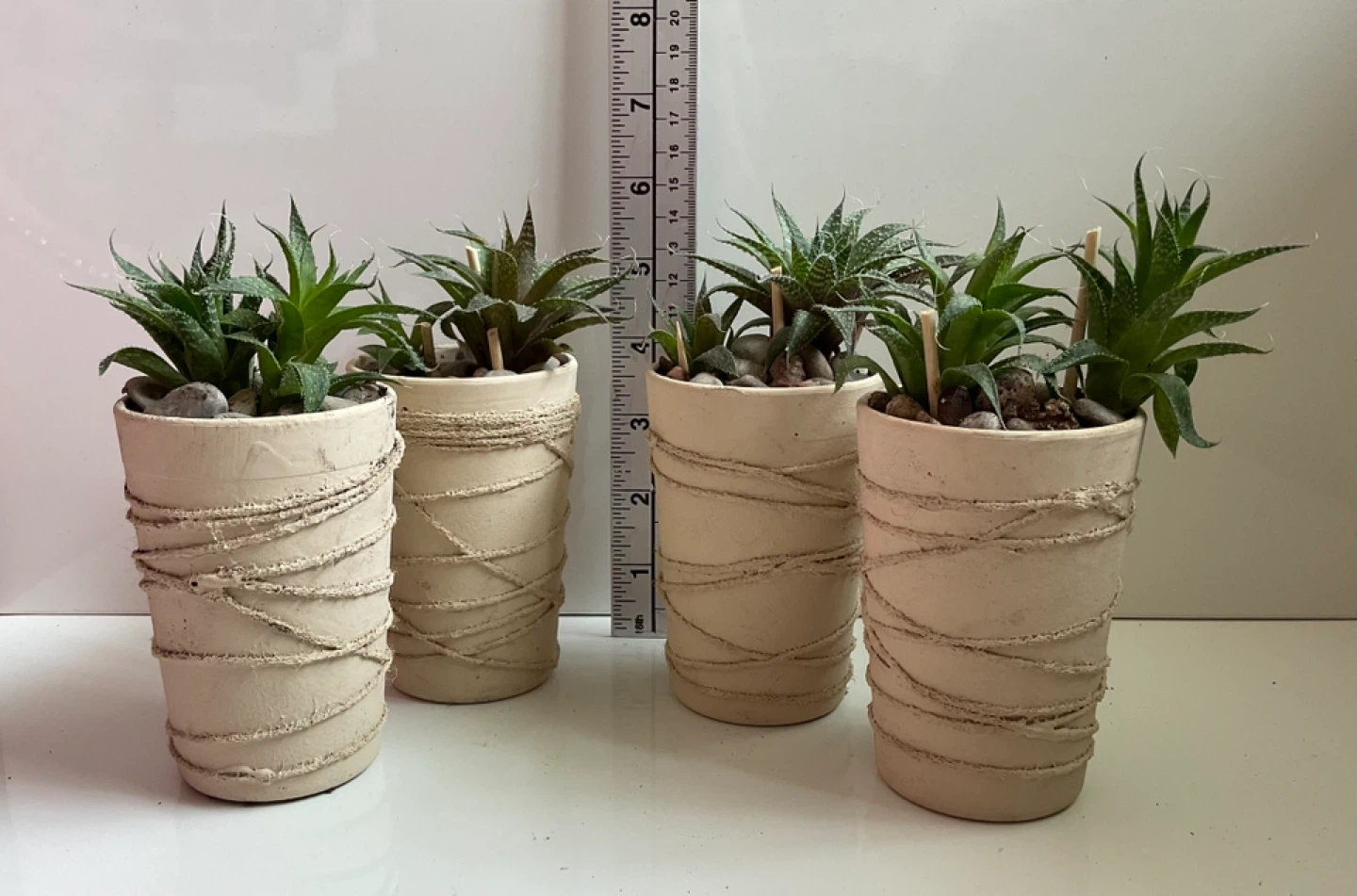 Haworthia Succulent Plants in Decorative Pots - photo 4