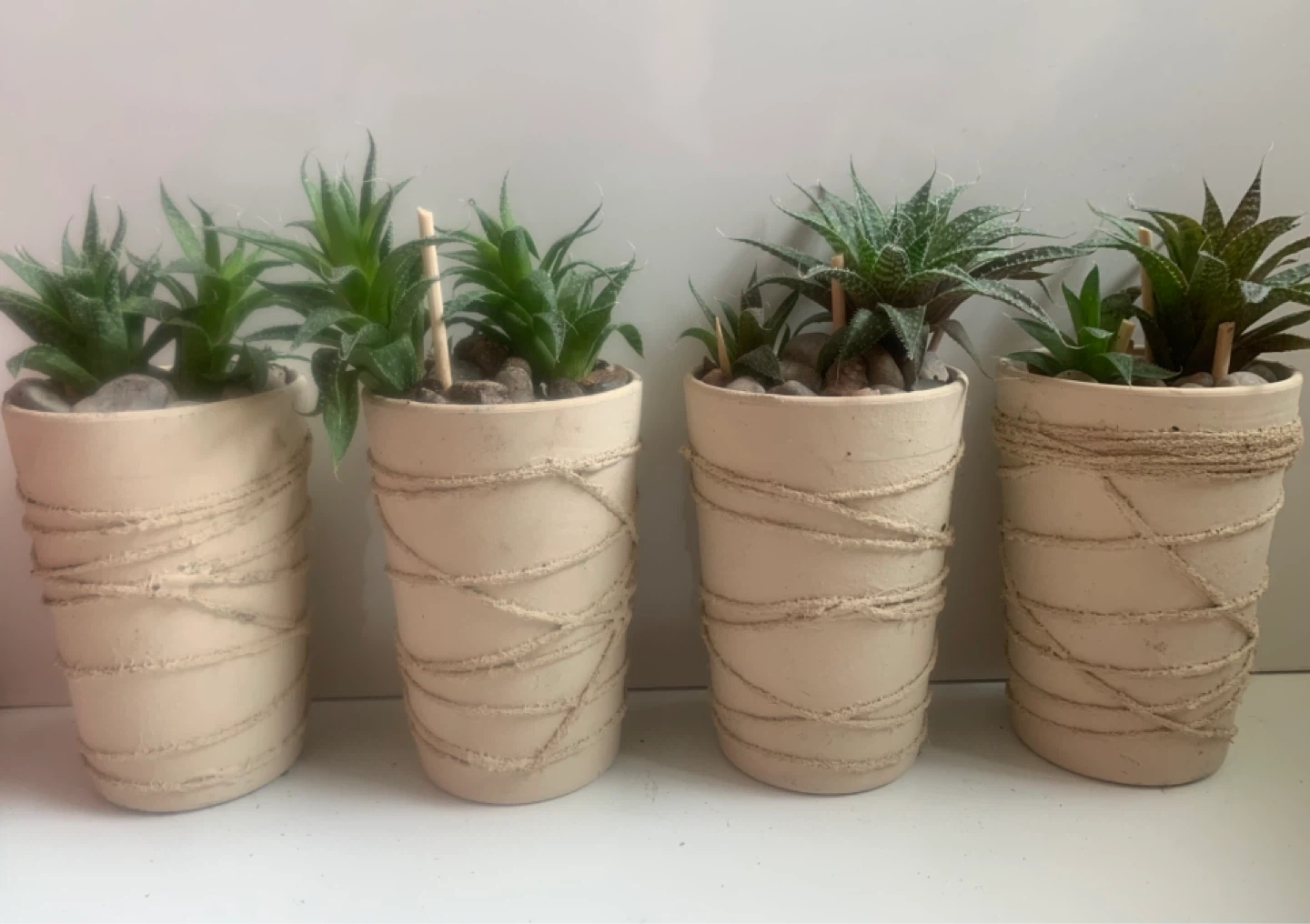 Haworthia Succulent Plants in Decorative Pots