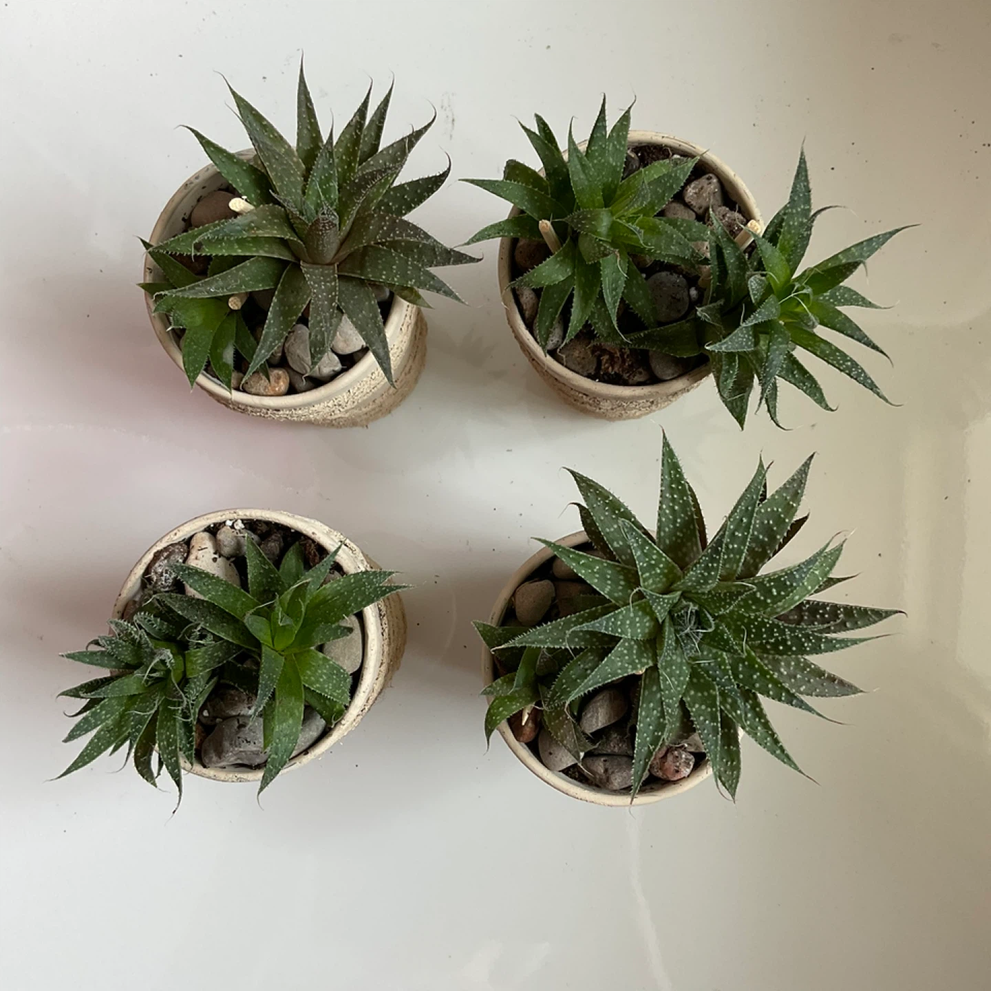 Haworthia Succulent Plants in Decorative Pots - photo 2
