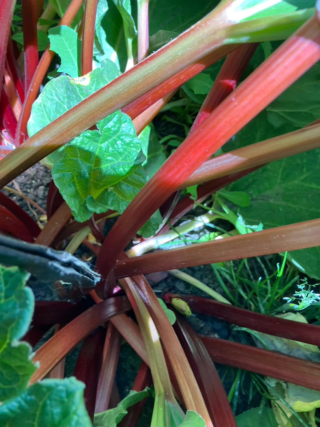 Rhubarb Plant FREE ⚽️ - photo 3