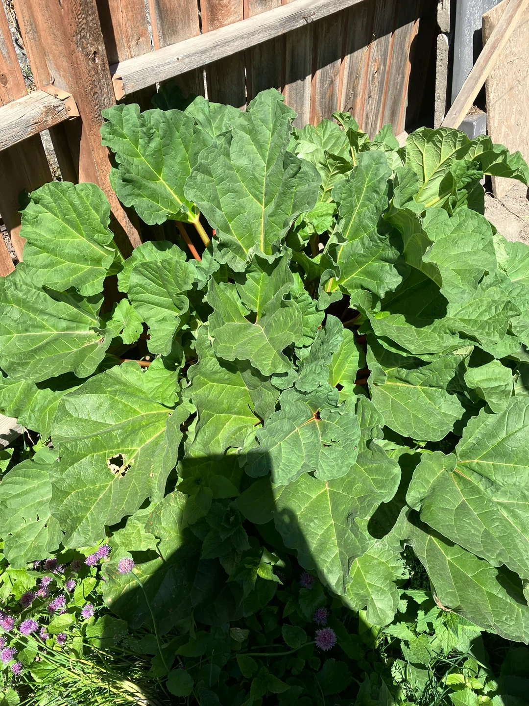 Rhubarb Plant FREE ⚽️