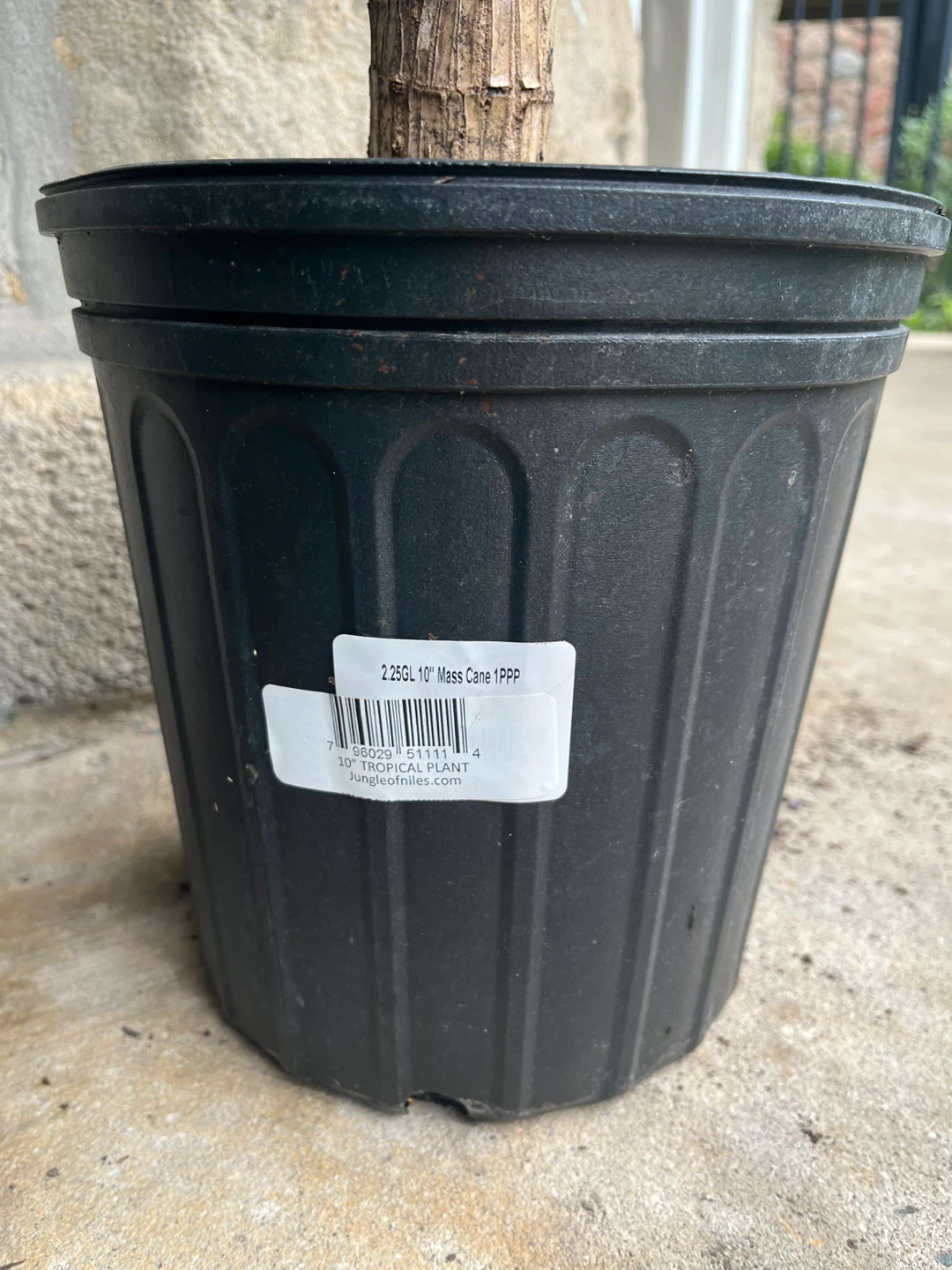 Mass Cane Plant 10" Pot - photo 2