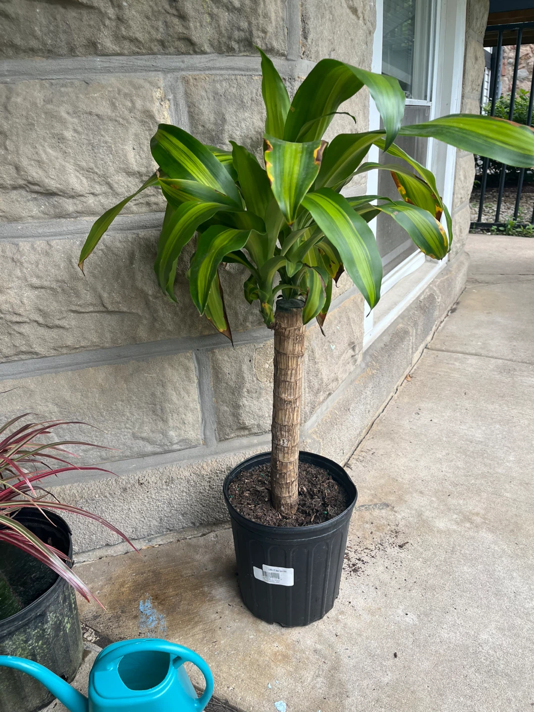 Mass Cane Plant 10" Pot