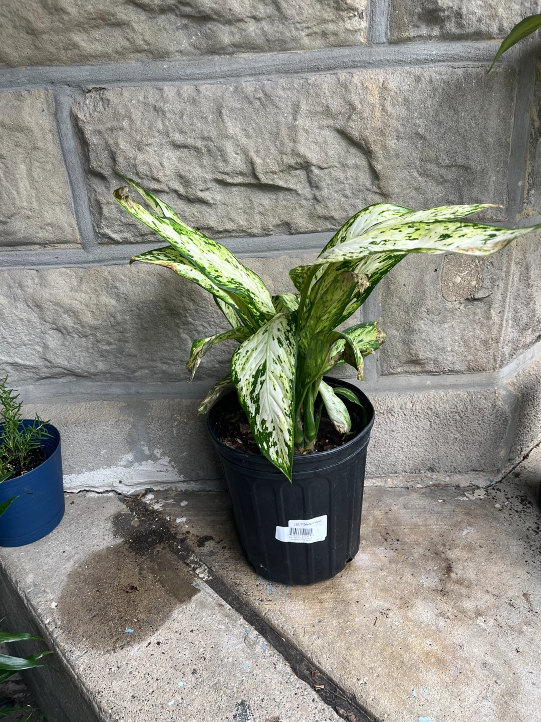 Dieffenbachia Vesuvius Plant