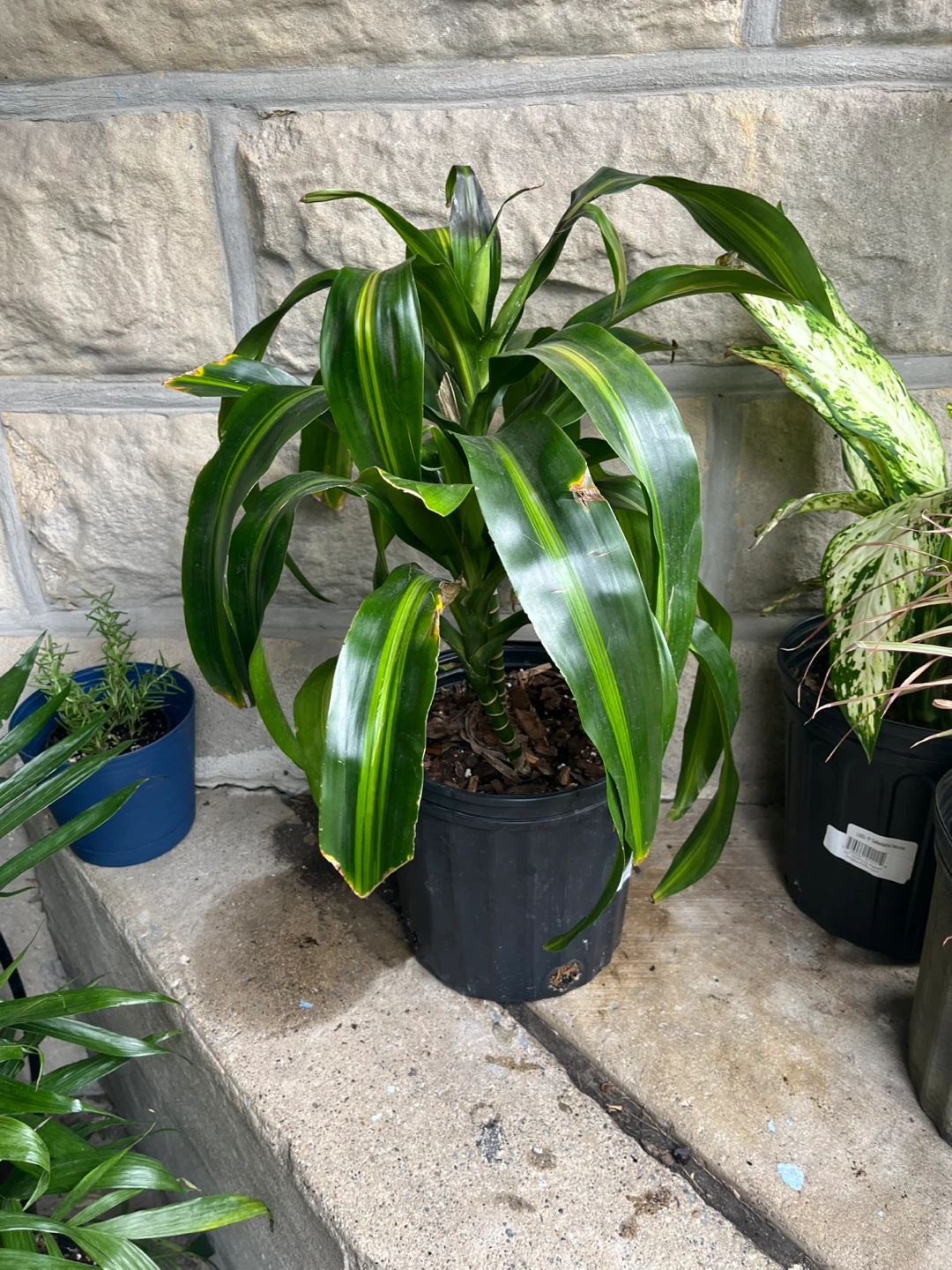 Dracaena Hawaii Sunshine Plant