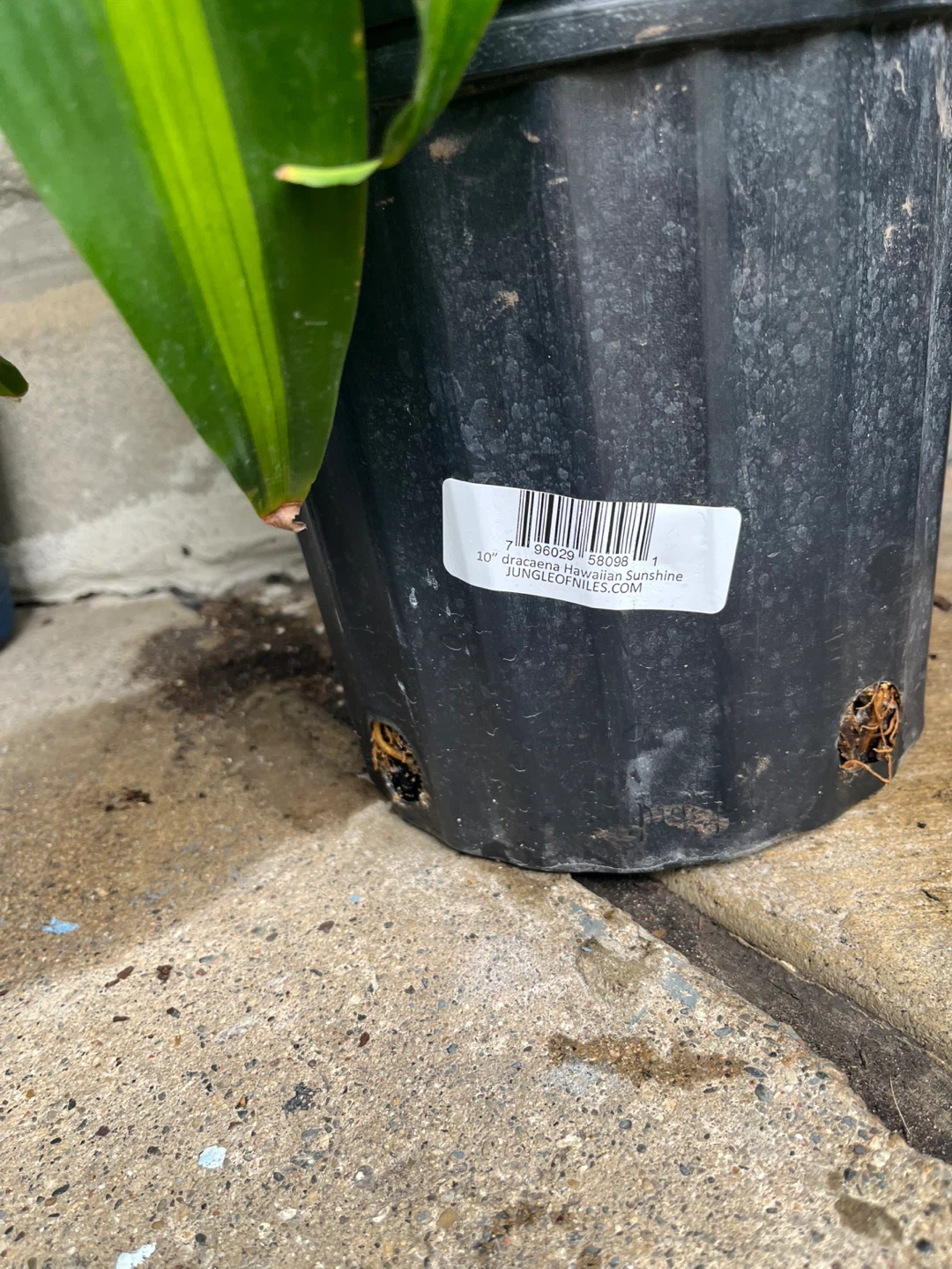 Dracaena Hawaii Sunshine Plant - photo 2