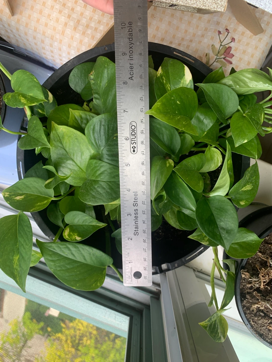 Golden Pothos Plant - photo 3