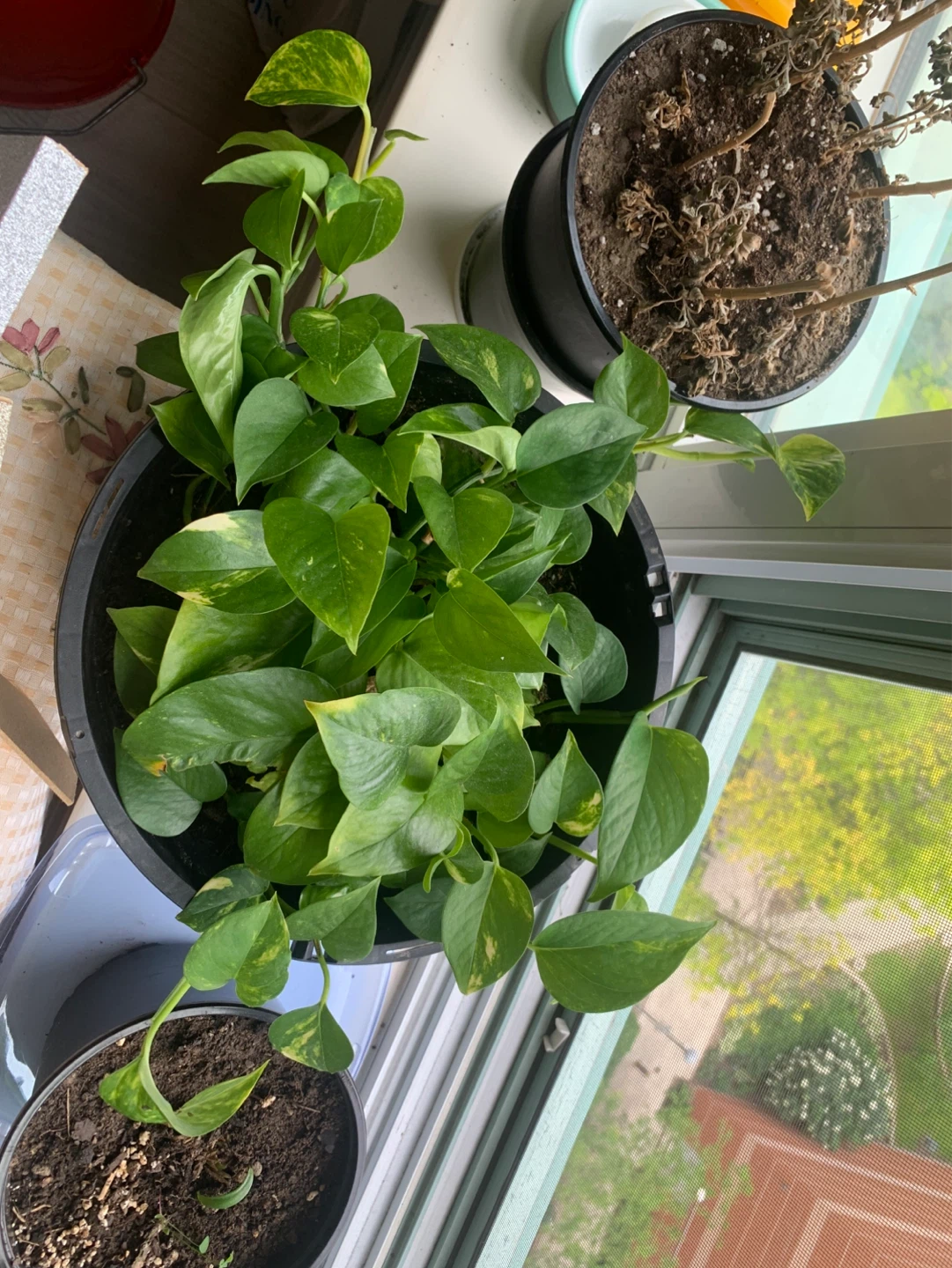 Golden Pothos Plant