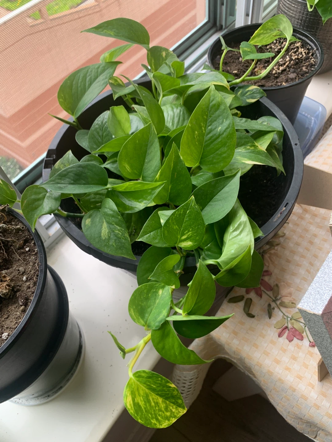 Golden Pothos Plant - photo 2