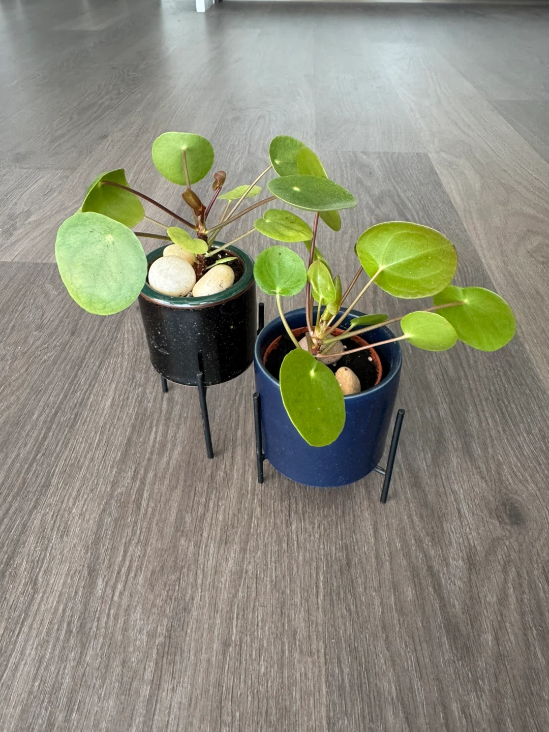 Pilea Peperomioides Plants (2) with Stands