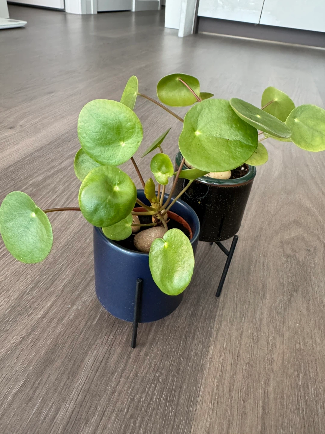 Pilea Peperomioides Plants (2) with Stands - photo 2