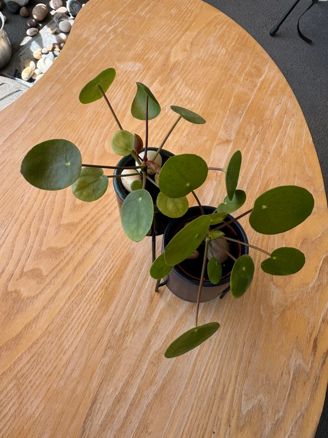 Pilea Peperomioides Plants (2) with Stands - photo 3