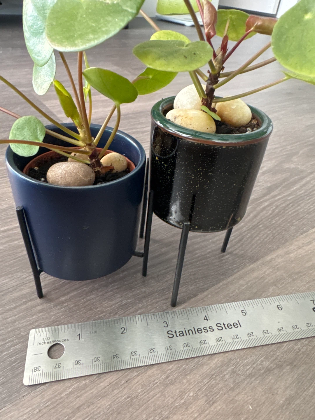 Pilea Peperomioides Plants (2) with Stands - photo 4