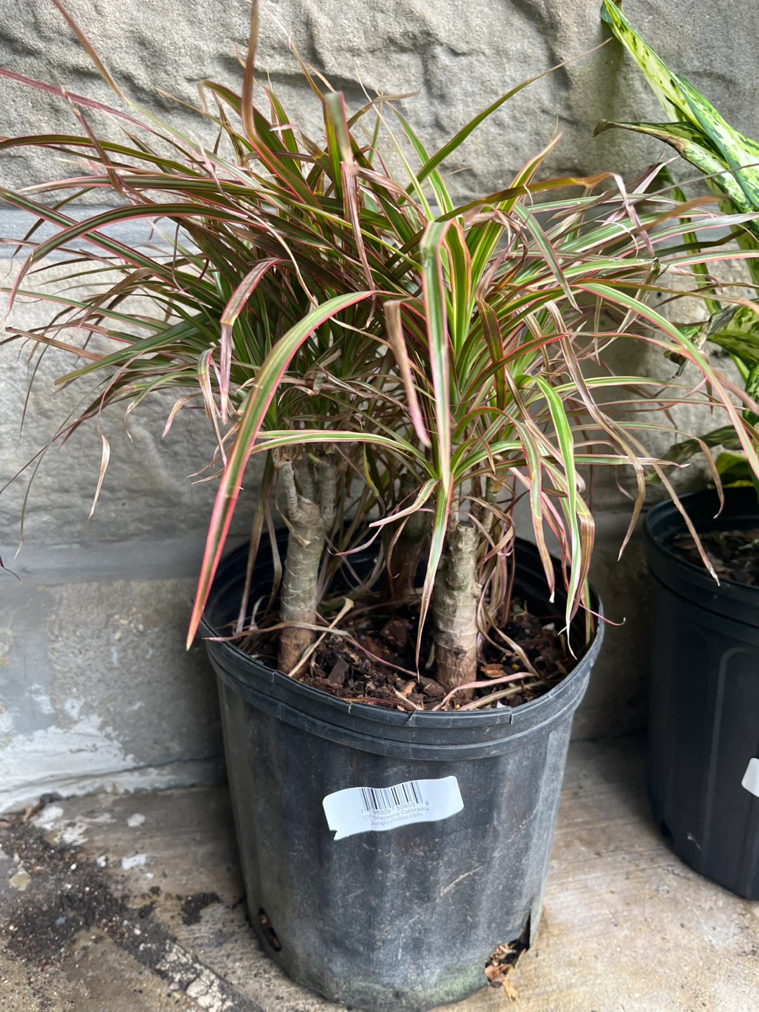 🪴 plantas - photo 3