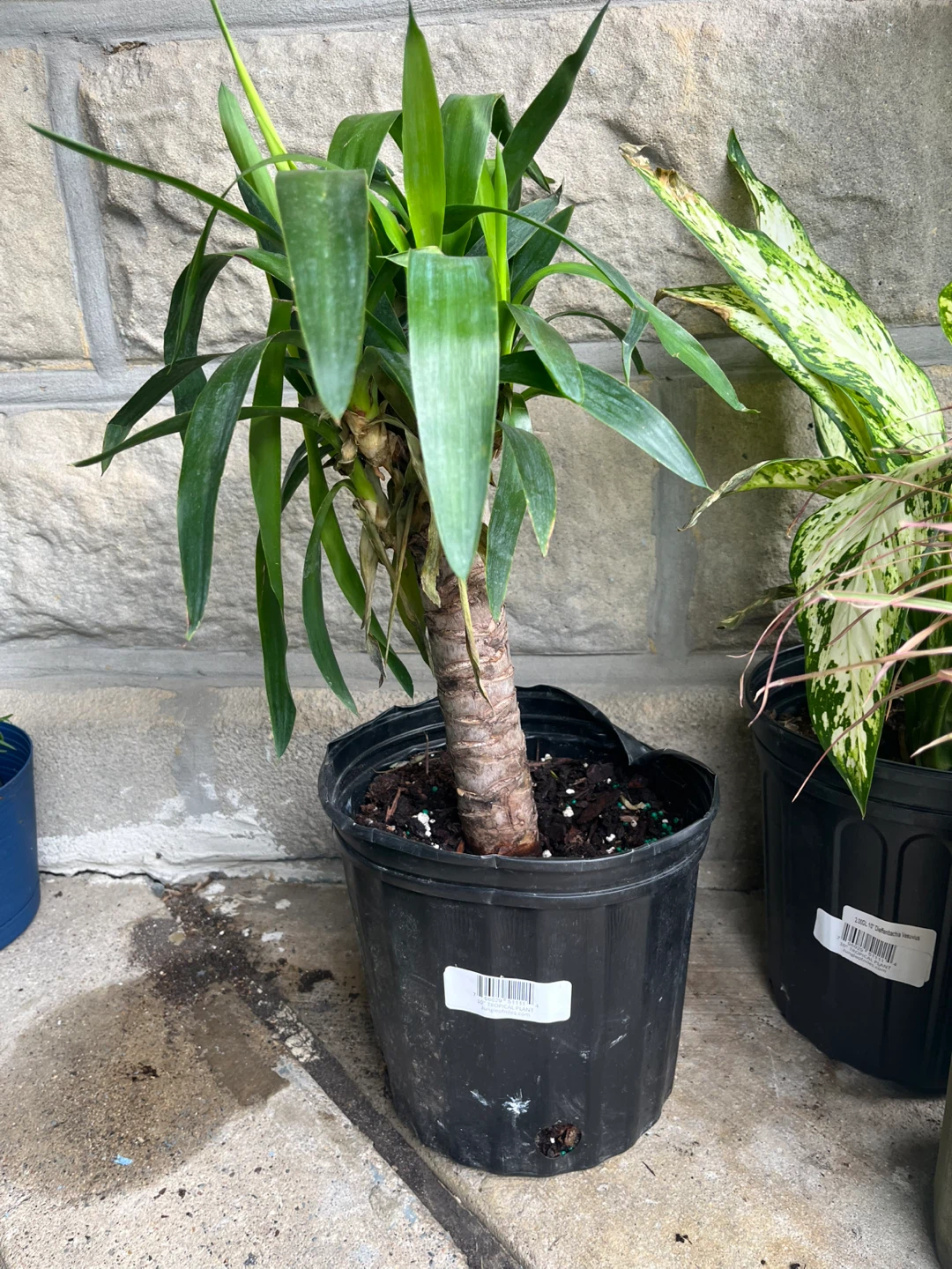 🪴 plantas - photo 4