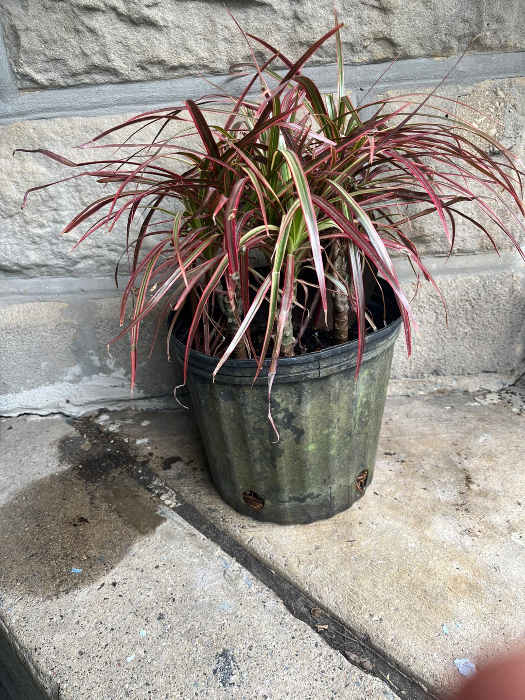 🪴 plantas - photo 5