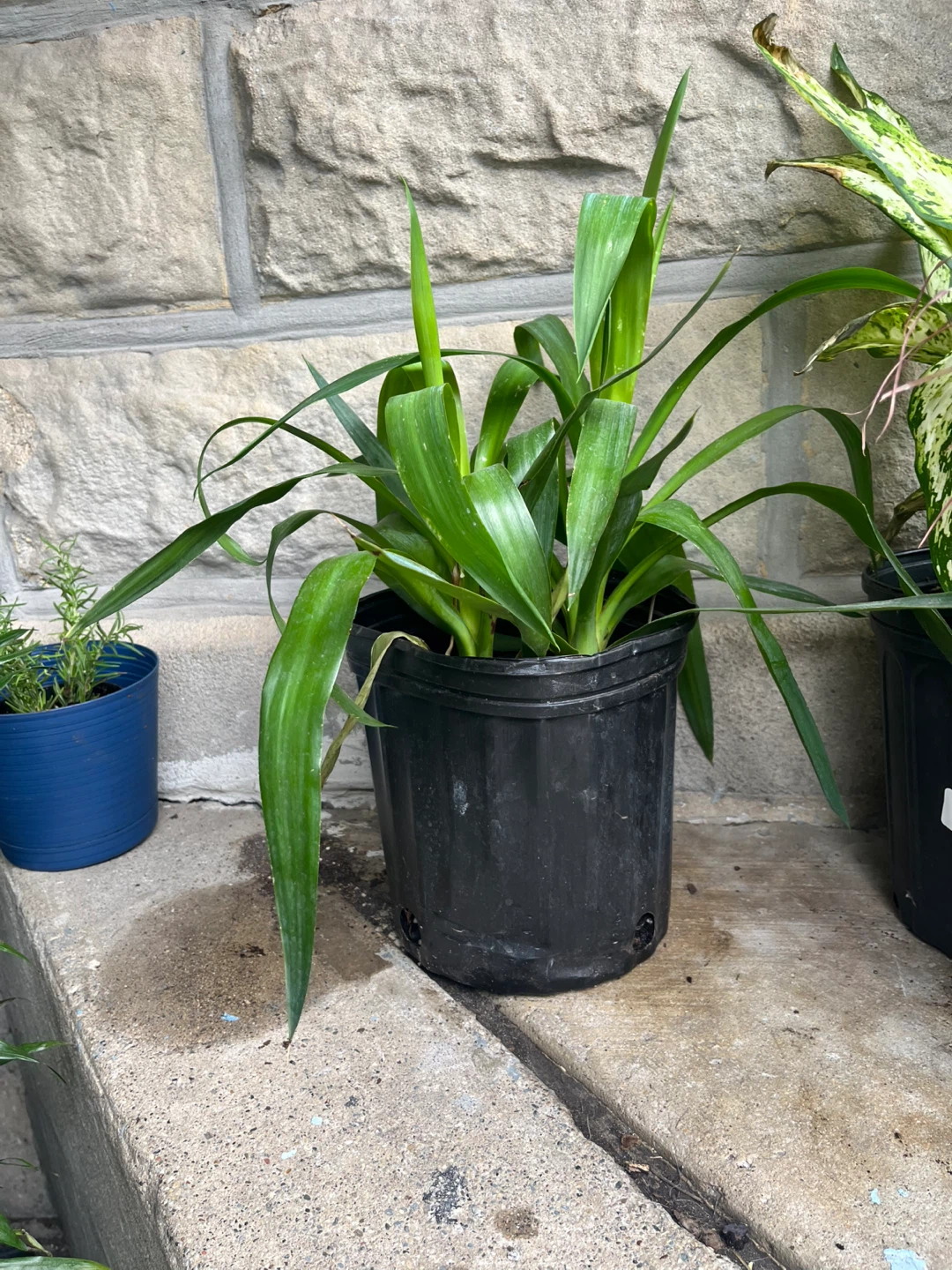 🪴 plantas - photo 2