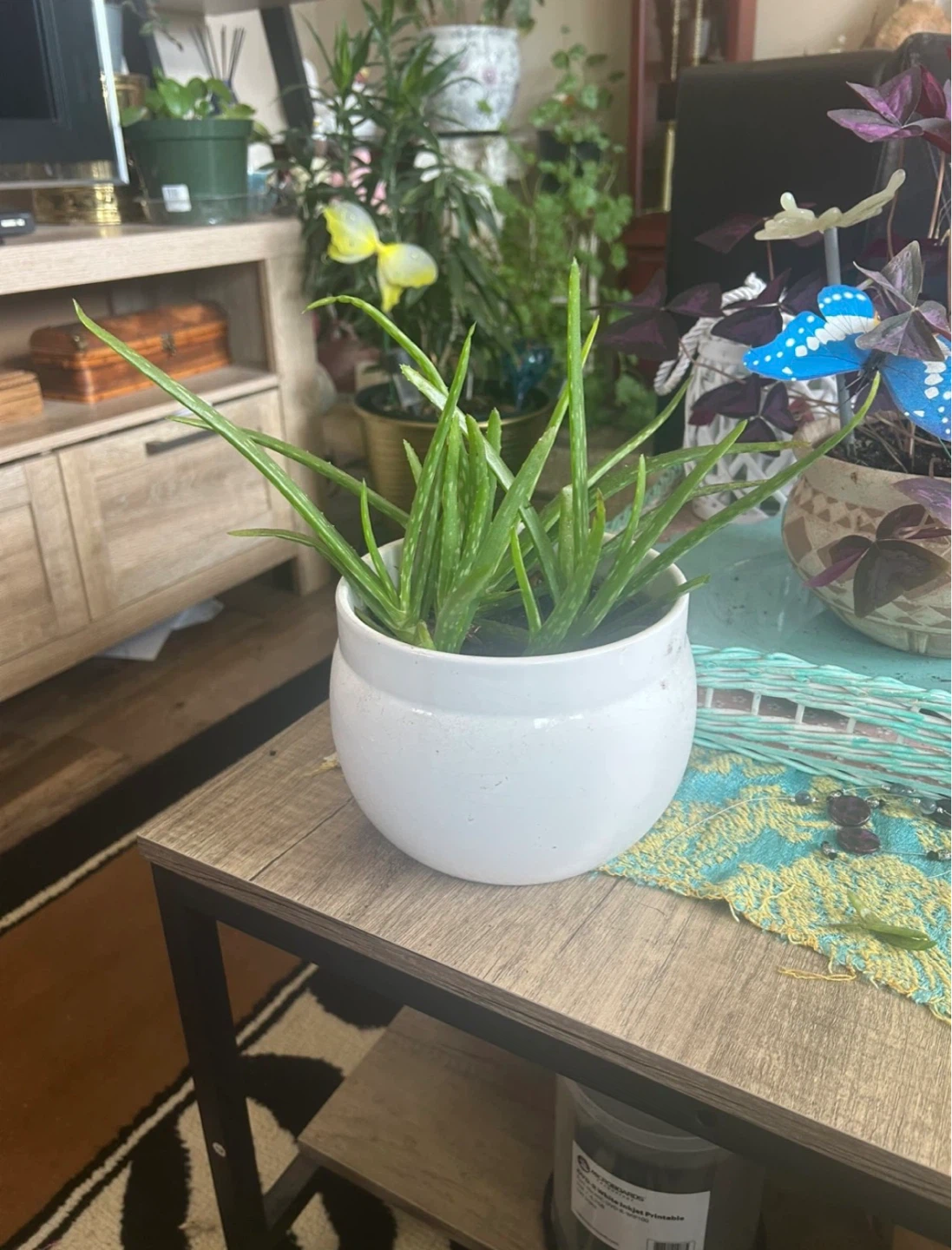 Aloe Vera Plant in White Pot