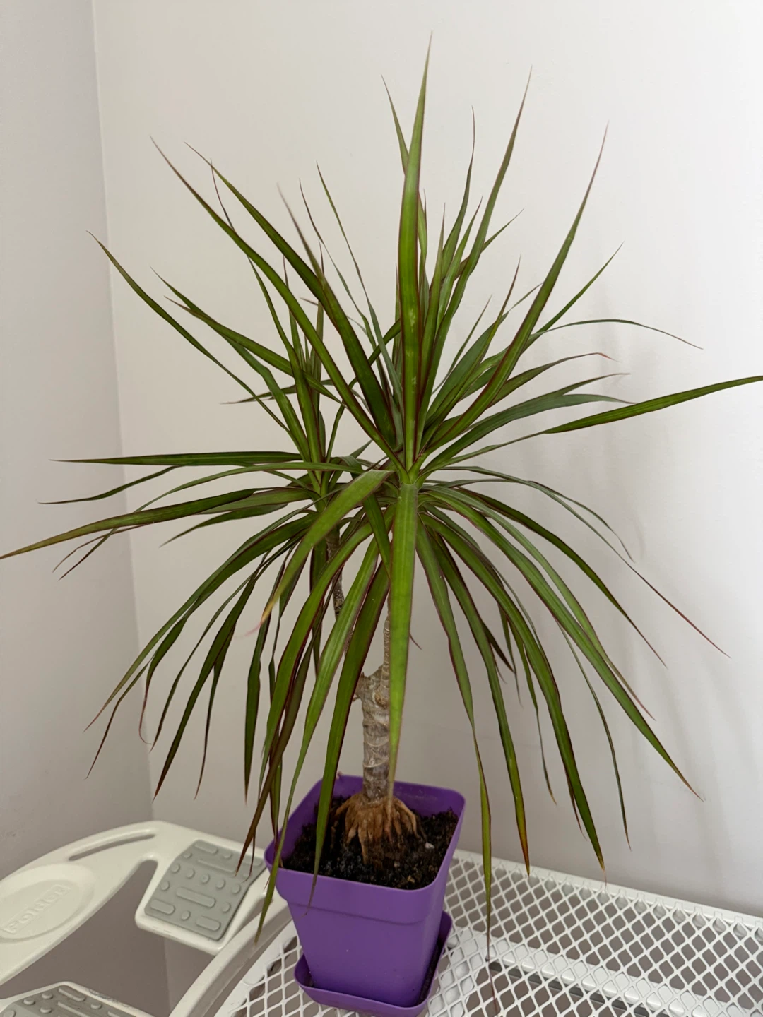 Dracaena Marginata Plant in Purple Pot