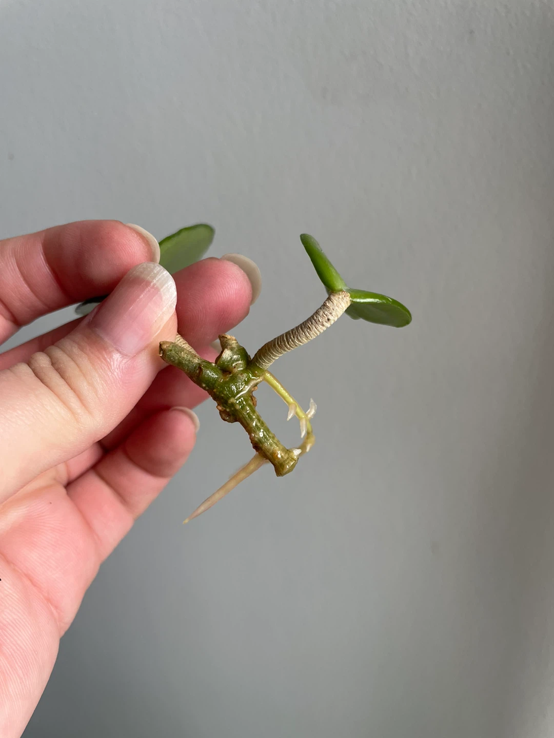 Rooted Hoya Carnosa cutting - photo 2