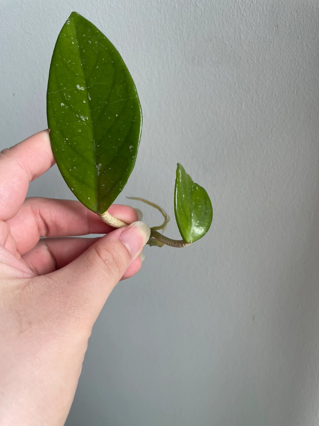 Rooted Hoya Carnosa cutting