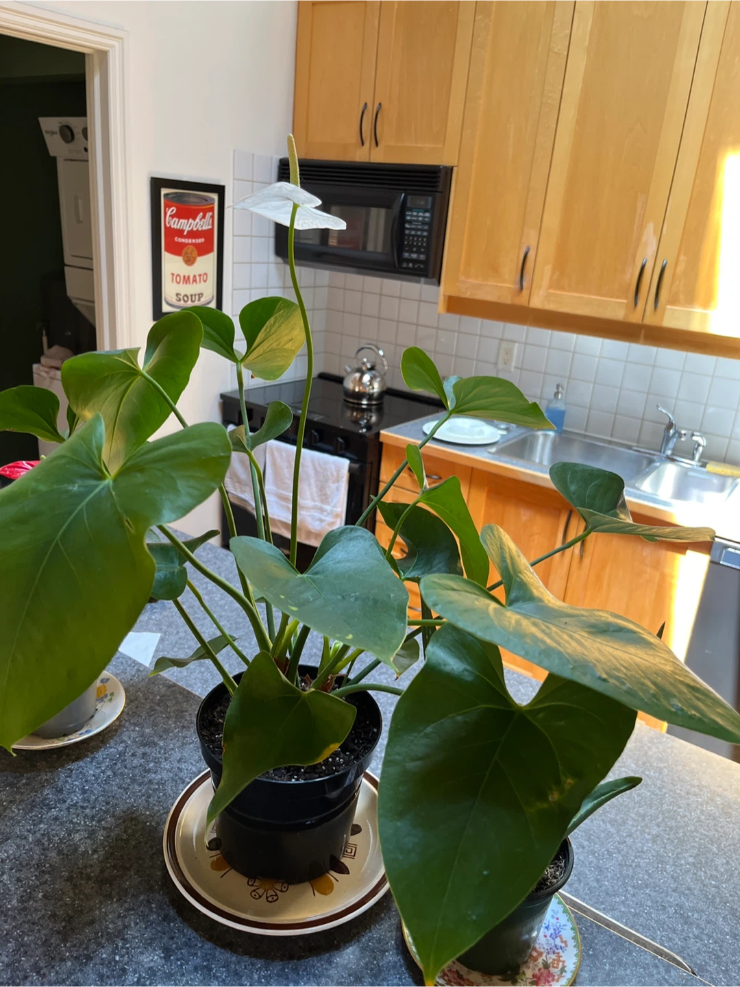 Anthurium plant with red and white flowers - photo 2