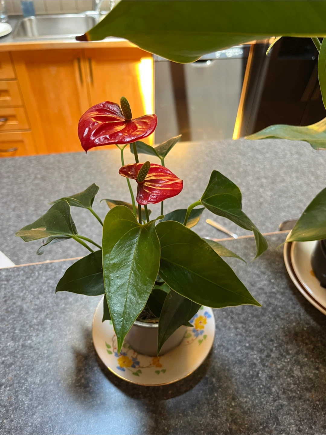Anthurium plant with red and white flowers