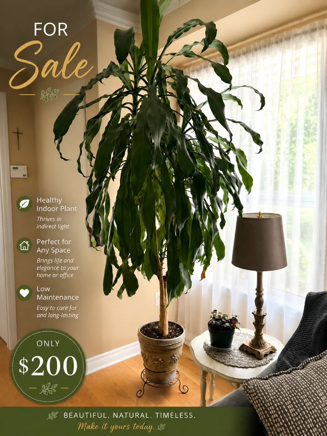 Healthy Indoor Plant for Sale (Yucca)