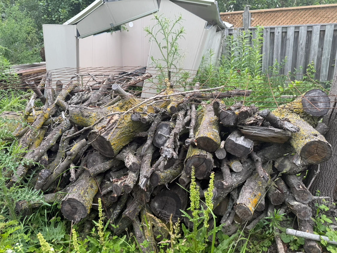 Pile of firewood and branches