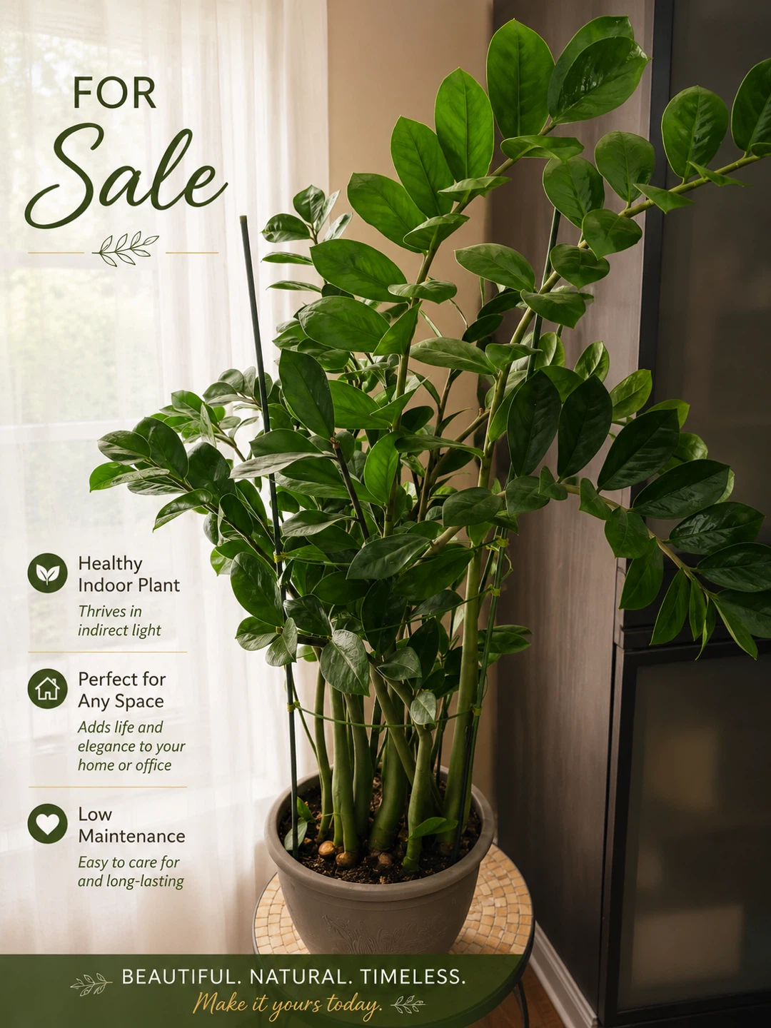 Healthy ZZ plant - Zamioculcas Zamiifolia